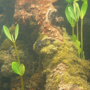 young mangroves