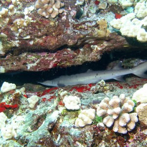 Reef Shark, white tip