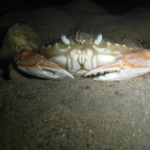 Plaguisa chabrus (Red Bait Crab)