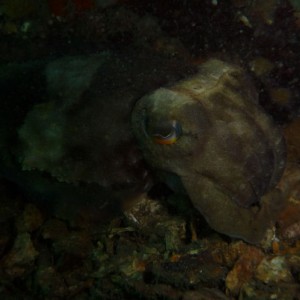 Sepia apama (Giant Cuttlefish)