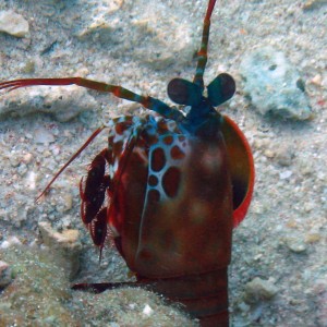 Manti Shrimp