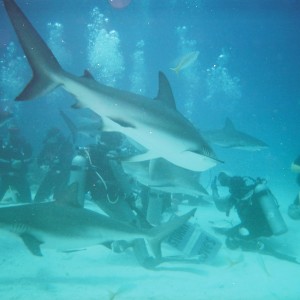 shark dive