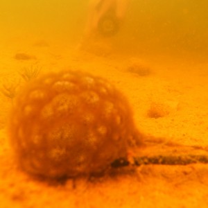 Freshwater Sponge Closeup