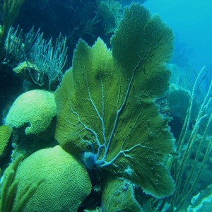 Sea fan and brain coral