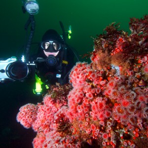 Sonoma Diving