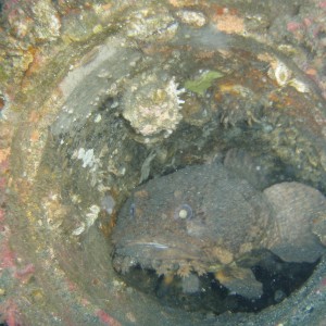 Frog Fish on the Schurtz, NC