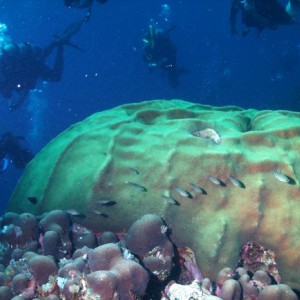 Curacao Coral