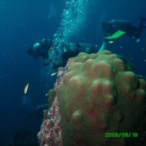 Curacao Coral