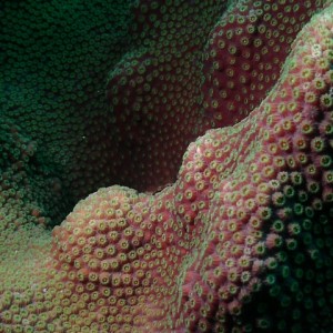 Curacao Coral