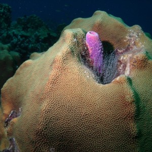 Curacao Tiny Sponge