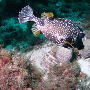 Curacao Puffer