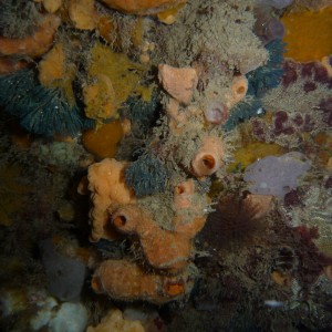 Along the walls of Blairegowrie Pier at night