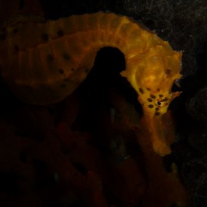 Hippocampus bleekeri (Pot-Belly Seahorse)