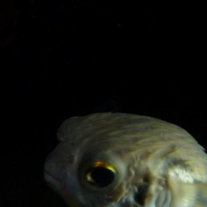 Odd picture of Diodon nichthemeris (globefish) at night