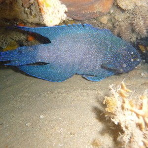 Paraplesiops meleagris (Southern Blue Devil)