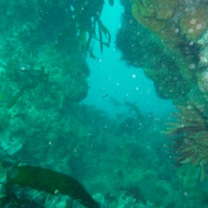 Landscape at Foggy Reef