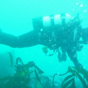 Buddy at Foggy Reef