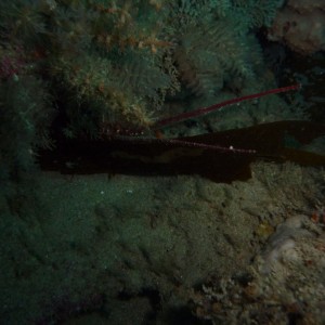 Sighting my first cray! Jasus edwardsii (Southern Rock Lobster)