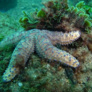 Uniphora granifera (Zigzag seastar)?