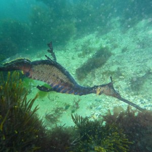 Phyllopteryx taeniolatus (Weedy Sea Dragon)