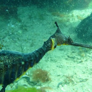 Phyllopteryx taeniolatus (Weedy Sea Dragon)