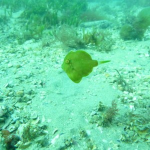 Brachaluteres jacksonianus (Pygmy Leatherjacket)