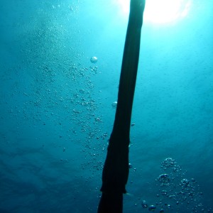 Cornetfish from beneath