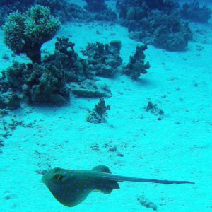 Blue spotted stingray swimming