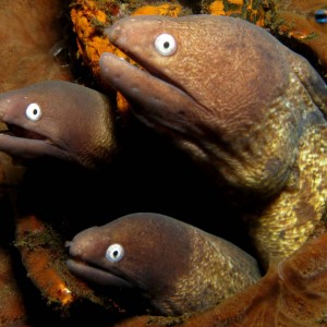 white eyes moray eels