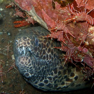 Black blotched moray with juvenile Angelfish (Pomacanthus Imperator) and sh