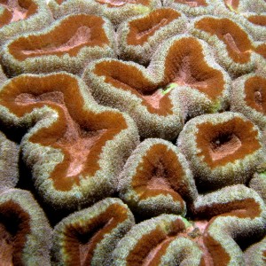 Coral (Acanthastrea)