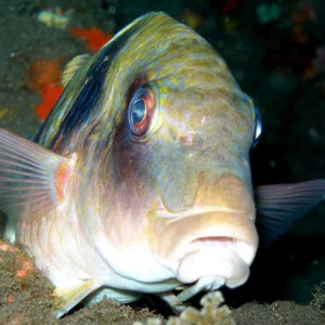 Goatfish (Parupenus bifasciatus)