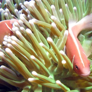 Pink Anemone Fish (Amphiprion perideration)