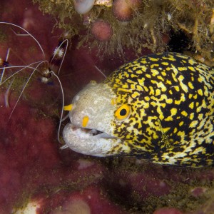 Moray with shrimp