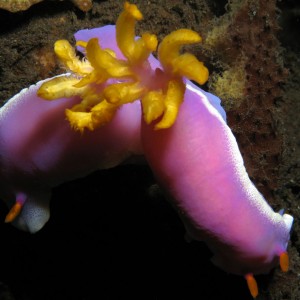 Nudibranch - Hypselodoris bullocki
