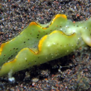Nudibranch - Elysia ornata