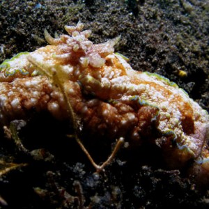 Nudibranch - Hypselodoris cincta