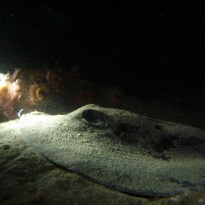 Urolophus gigas (Spotted Stingaree)