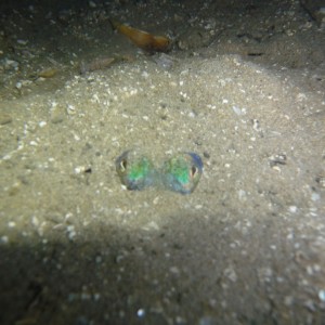 Euprymna tasmanica (Southern Dumpling Squid) hiding in the sand