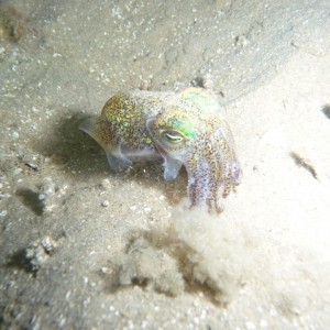 Euprymna tasmanica (Southern Dumpling Squid)