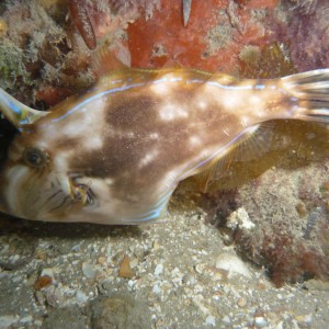 Scobinichthys granulatus (Rough Leatherjacket)