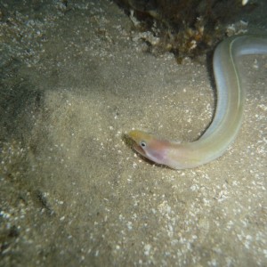 Muraenichthys breviceps (Short Head Worm Eel)