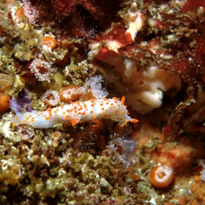 Clown Dorid