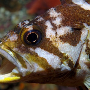 Copper Rockfish Yawn