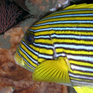 Striped Sweetlips