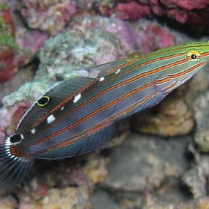 Old Glory Goby