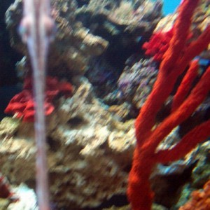 Trumpet fish