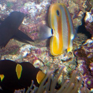 Moody Gardens Aquarium