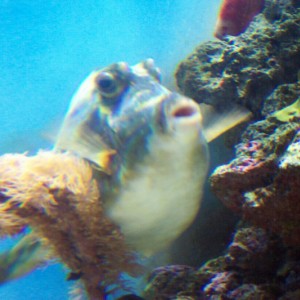 cow fish. Ain't he adorable