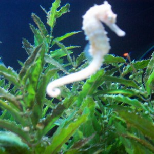 Seahorse